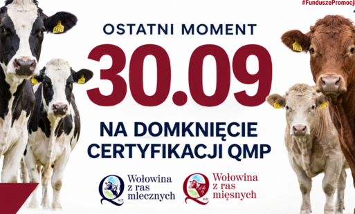 dwie krowy oraz dwa cielaki